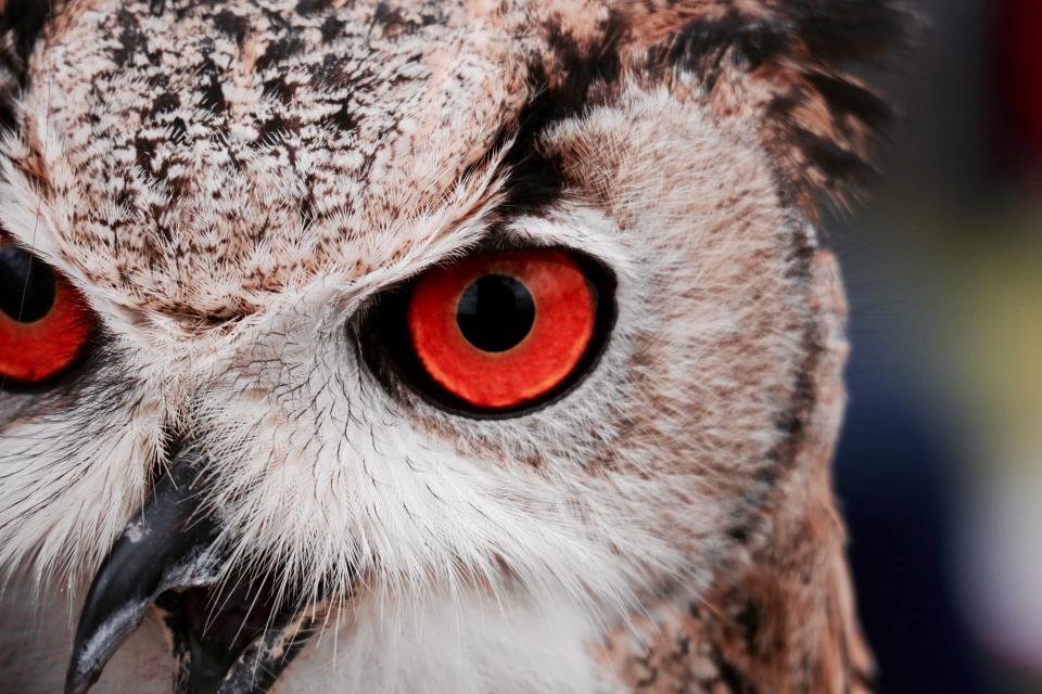 close up of staring owl