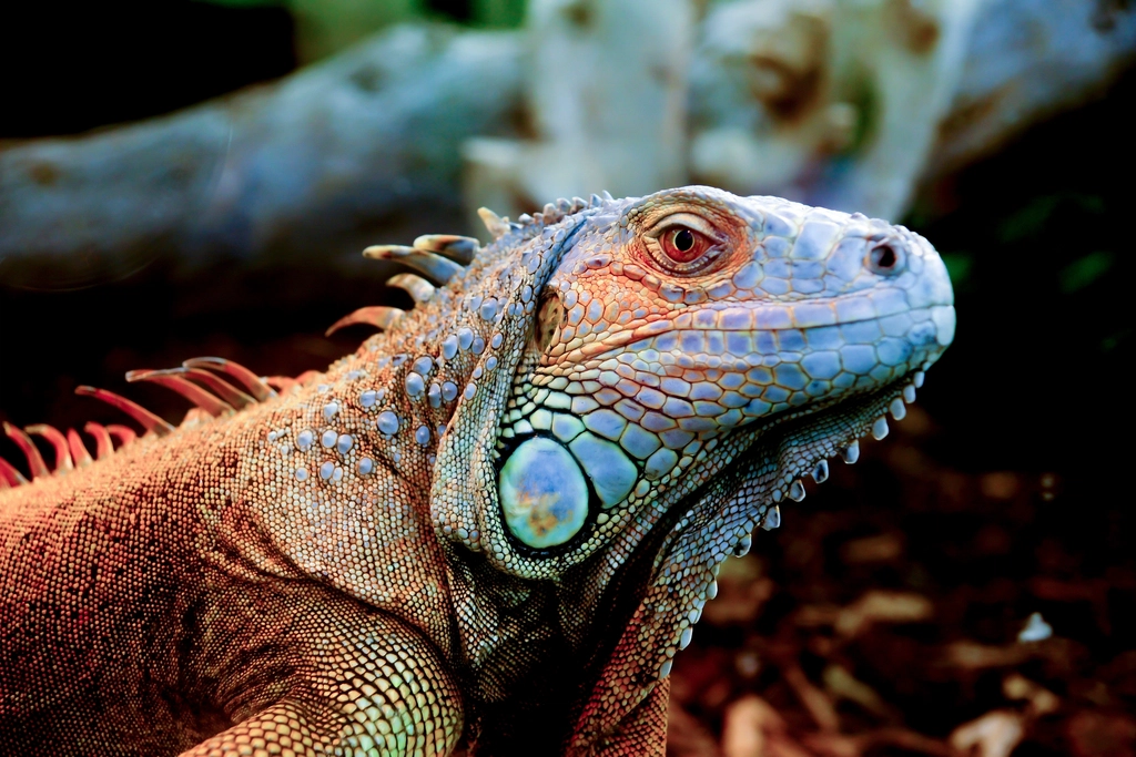 colorful iguana poses like a dragon